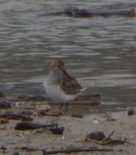 Western Sandpiper.jpg