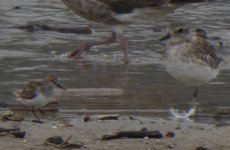 Western Sandpiper and Black Bellied Plover.jpg