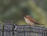 RB Shrike_Girdle Ness_100917a.jpg