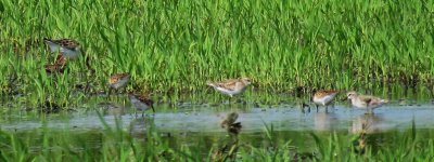 sandpiper x1.jpg