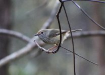 Thornbill.jpg