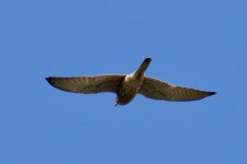 Lesser Kestrel?.jpg