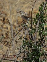 2017.07.23 Juv Woodchat Shrike.jpg