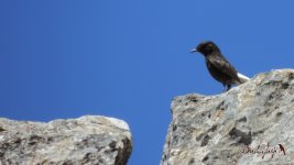 2017.07.23 Black Wheatear.JPG