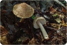 Fungi-3-13.jpg
