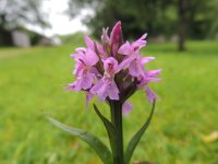 orchid in lawn2.jpg