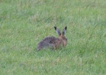 Brown Hare (2)_01.JPG