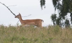 Fallow Deer (2)_01.JPG