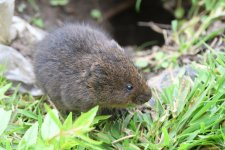 Fossorial water vole (4)_01.JPG