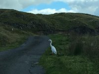 Great White Egret DandG.jpg