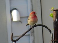 House Finch Green Cove 100517 (2)RESIZED.jpg