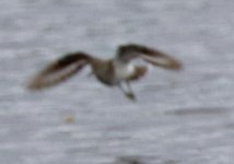 sandpiper_170625.jpg