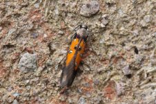 C Chrysoclista linneella (Leigh Woods).jpg