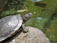 JapanesePondTurtleIMG_7373.jpg