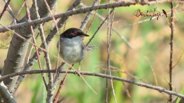 2017.06.21 Sardinian Warbler.jpg