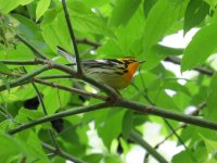 Blackburnian Warbler Magee Marsh 110517 (2).JPG