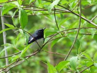 Black-throated Blue Warbler Magee Marsh 110517 (3).JPG