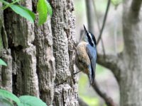 Red-breasted Nuthatch Magee Marsh 110517 (1).JPG