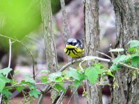 Magnolia Warbler Magee Marsh 110517 (4).JPG