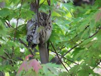 Eastern Screech Owl Maumee Bay SP 120517 (3).JPG