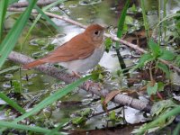 Veery Maumee Bay SP 120517 (3).JPG