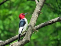 Red-headed Woodpecker Pearson MP 120517 (3).JPG