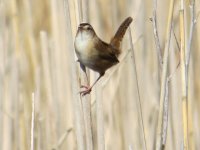 Marsh Wren Maumee Bay SP 120517 (2).JPG