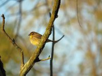 Palm Warbler Magee Marsh 120517 (1).JPG