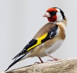 goldfinch 01PN lab.jpg