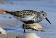 AWG Dunlin.jpg