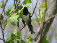 Eastern Towhee Oak Openings Magee Marsh 130517 (1).JPG