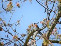 Eastern Bluebird Oak Openings 130517 (1).JPG