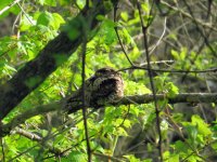 Eastern Whip-poor-will Magee Marsh 130517 (2).JPG