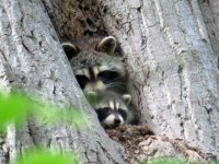 Raccoon Magee Marsh 130517 (4).jpg