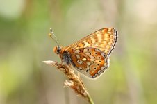 Marsh Fritillary lt 2.jpg