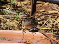 Rufous-crowned Sparrow.JPG