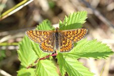 Marsh Fritillary lt 5.jpg