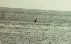 Cetacean 02.jpg