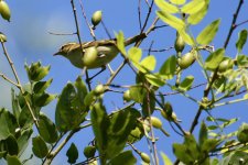 Yellow-browed Warbler.jpg