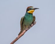 European bee eaters merops apiaster Lotzaria Lesvos 14517 01LQ.jpg