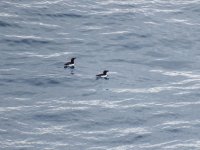 Razorbills rz.jpg