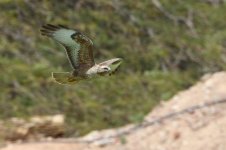 20170406 (30)_Steppe_Buzzard.JPG