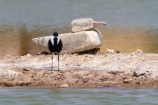 20170406 (32)_Spur-winged_Plover.JPG