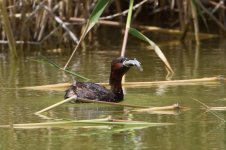 20170406 (39)_Little_Grebe.JPG