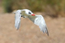 20170406 (40)_Caspian_Tern.JPG