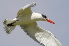 20170406 (43)_Caspian_Tern.JPG