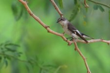 20170406 (49)_Collared_Flycatcher.JPG