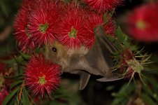 20170406 (62)_Egyptian_Fruit_Bat.JPG