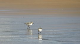 littlestints_2547.JPG