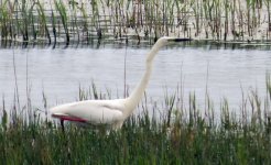 Great White Egret in Breeding Colours.jpg